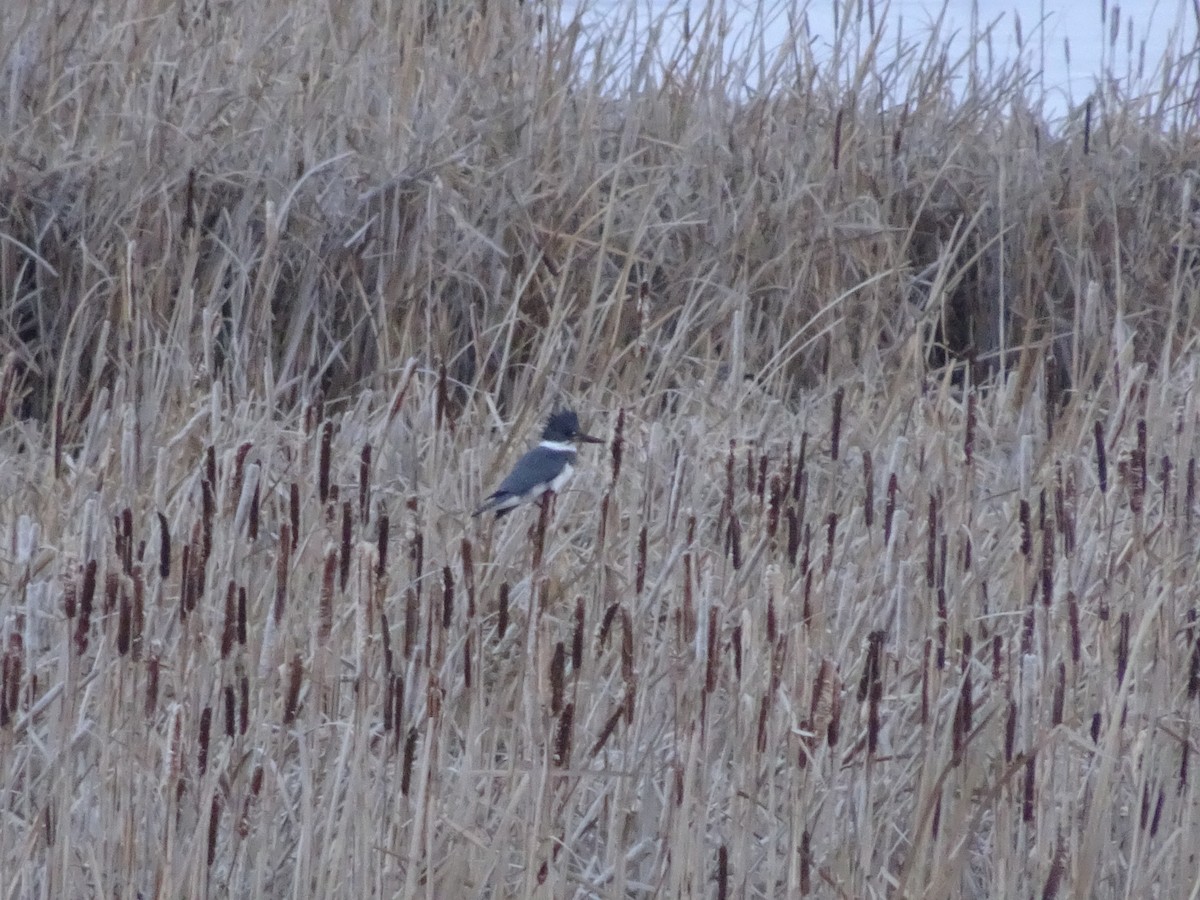 Belted Kingfisher - Ser Anderson