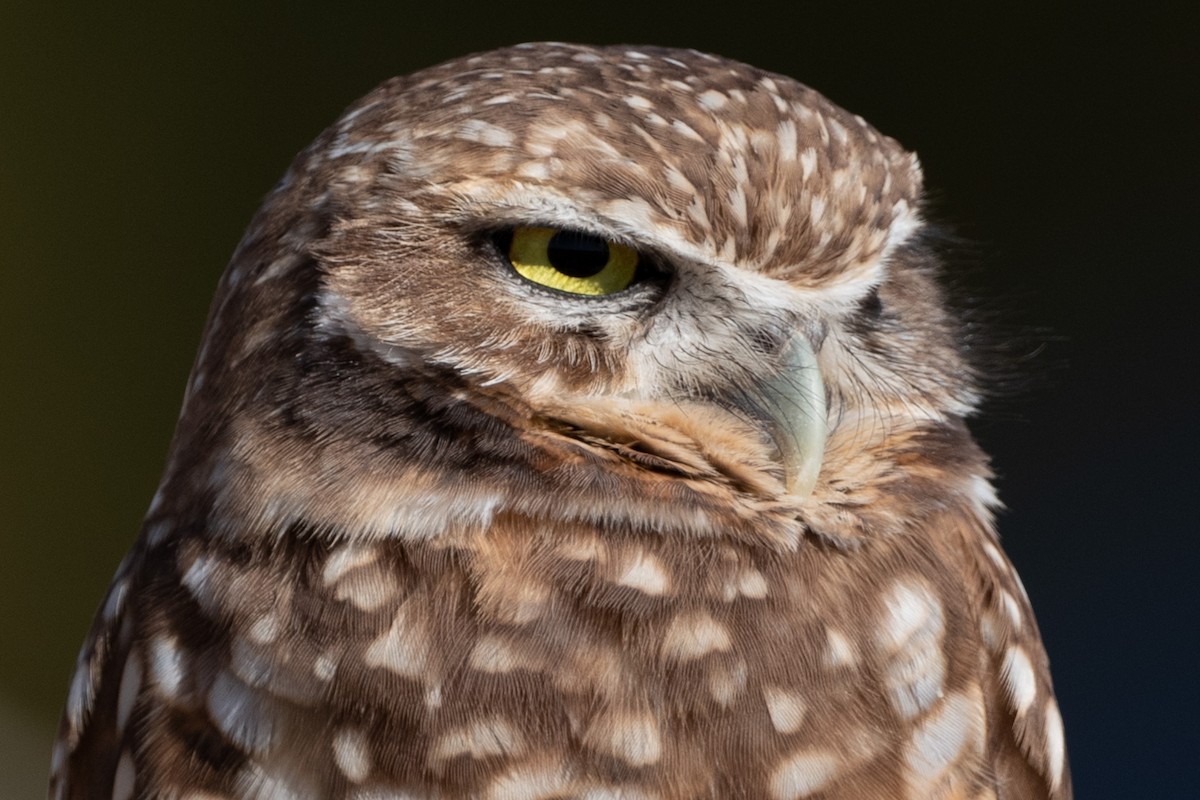 Burrowing Owl - ML304652451