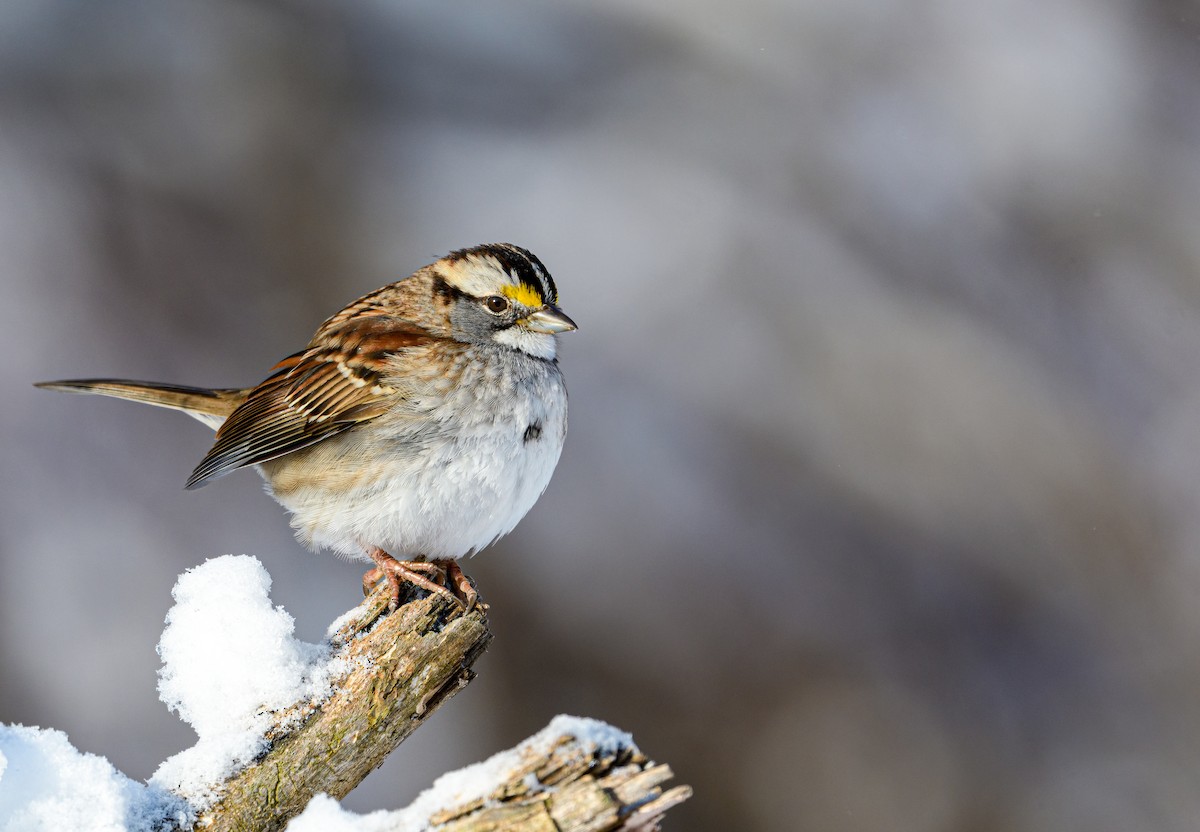 White-throated Sparrow - ML304654121