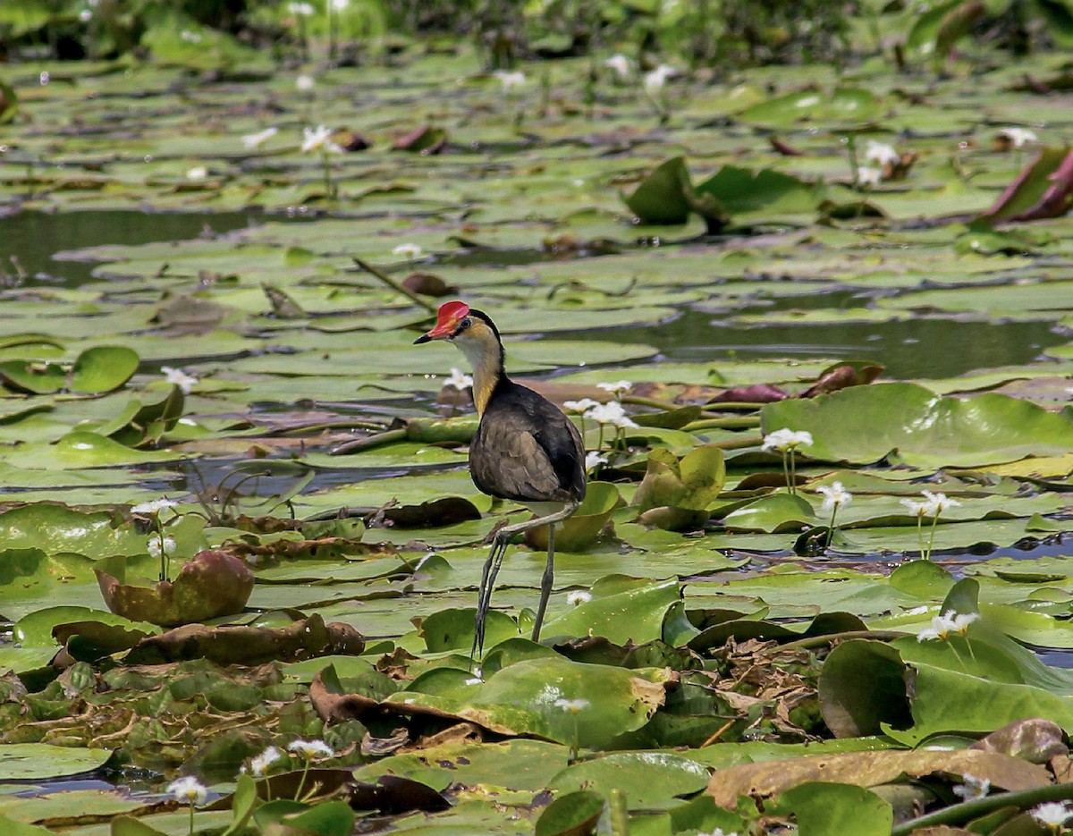 Comb-crested Jacana - Jafet Potenzo Lopes