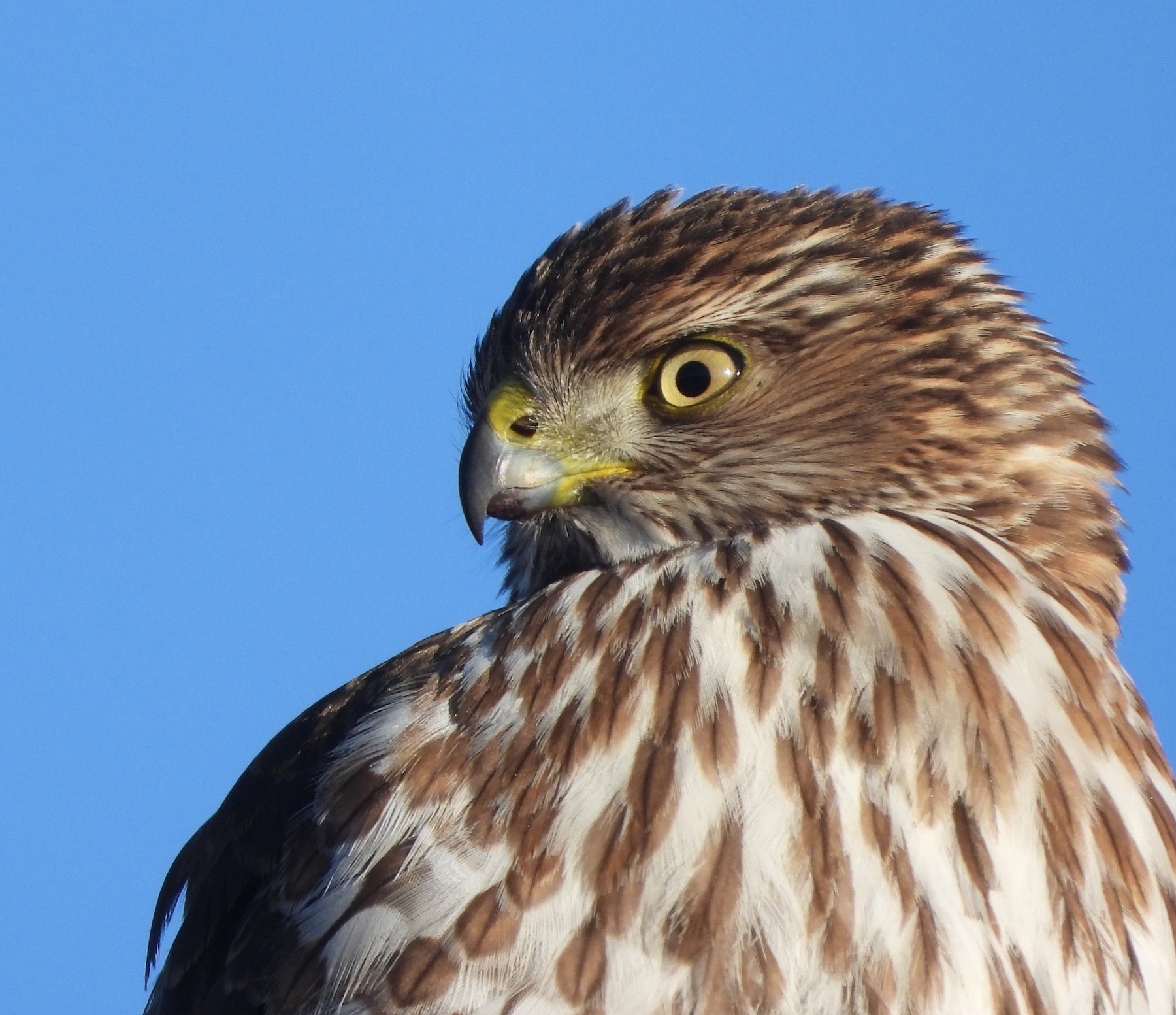 アシボソハイタカ クーパーハイタカ Ebird