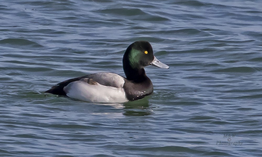 Greater Scaup - ML304657541