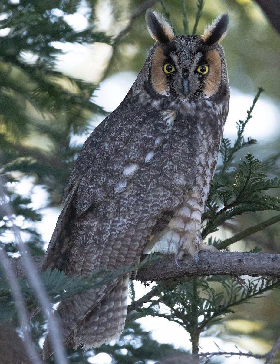 Long-eared Owl - ML304658121