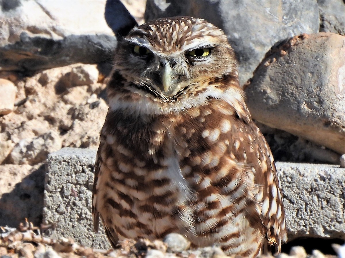 Burrowing Owl - ML304659021