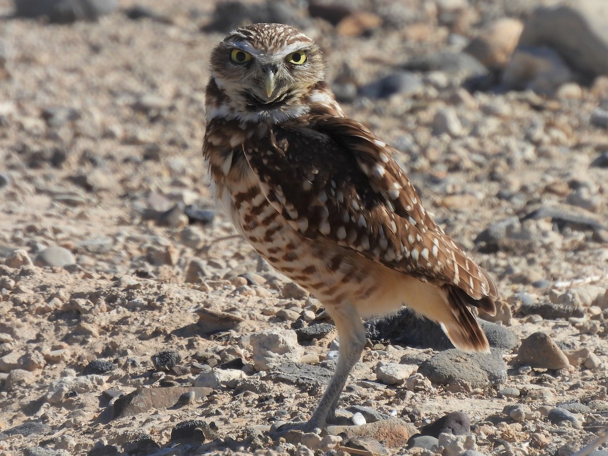 Burrowing Owl - ML304659041