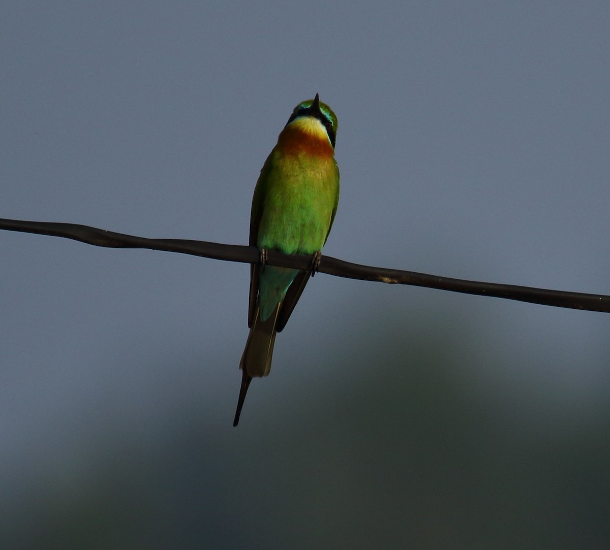 Blue-tailed Bee-eater - ML304659351