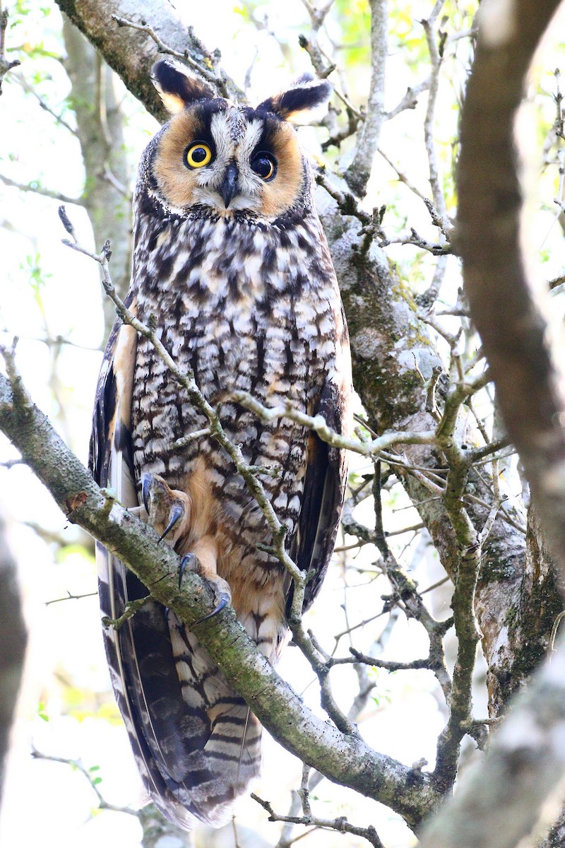 Long-eared Owl - Susan Keefer