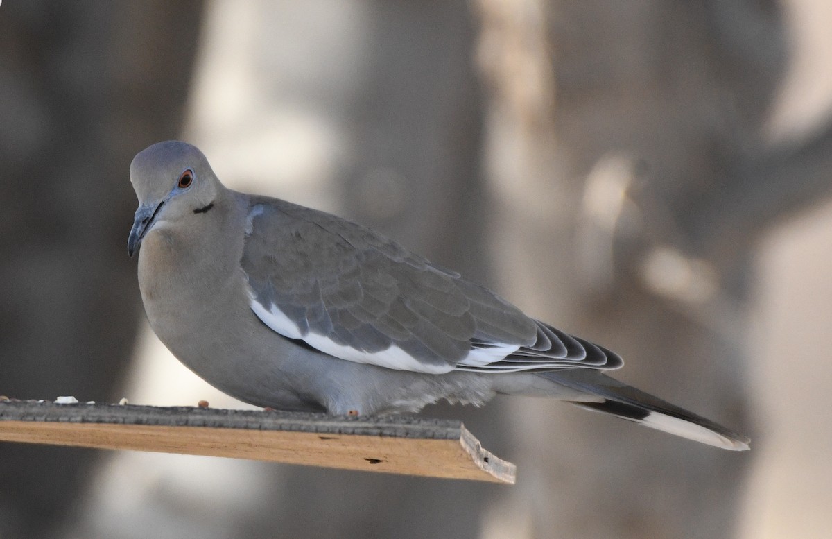 White-winged Dove - ML304664791