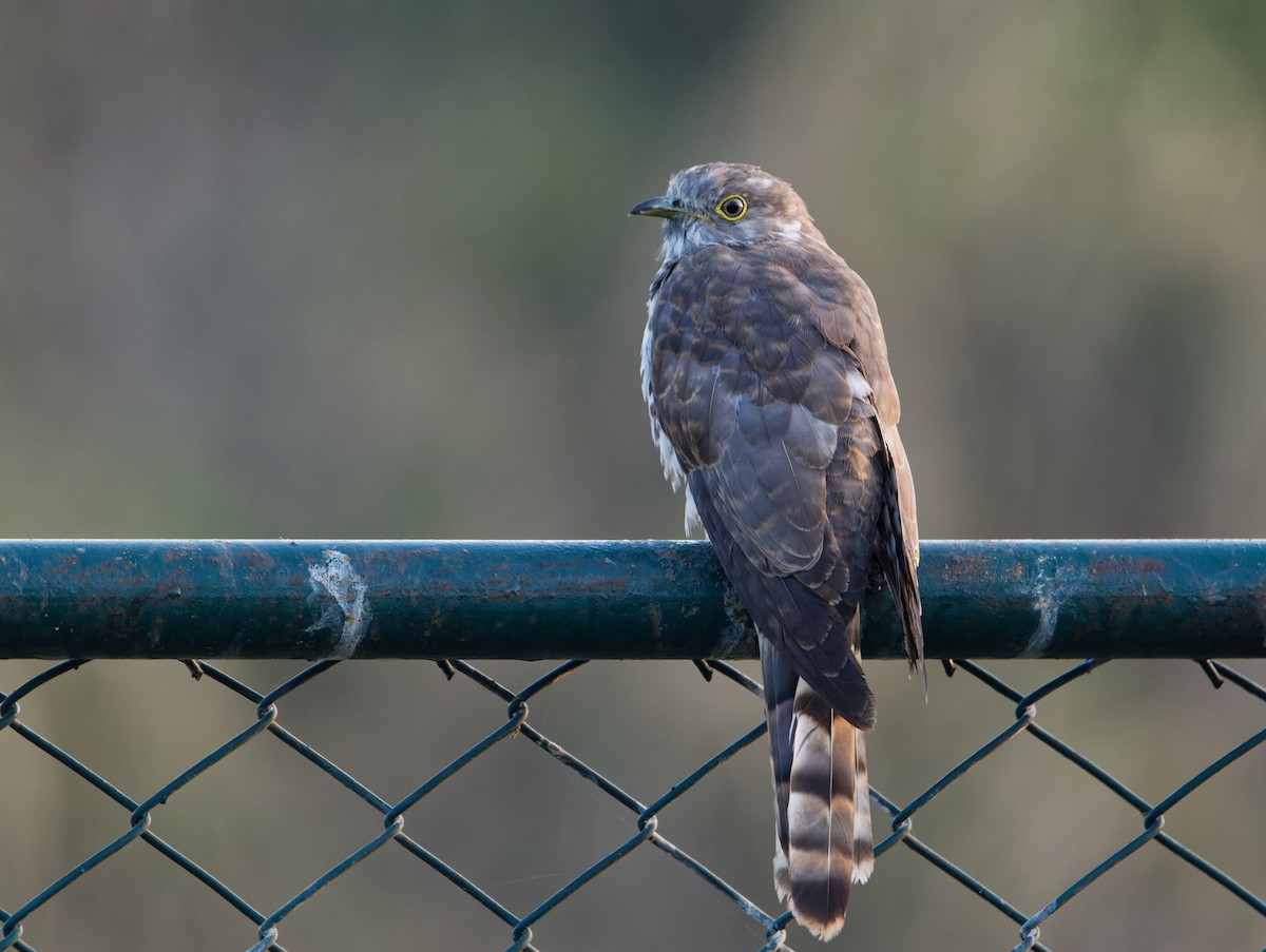 Common Hawk-Cuckoo - ML304667571