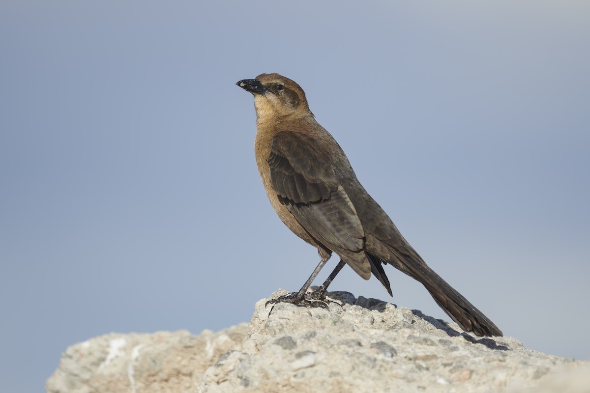 Great-tailed Grackle - ML304667581