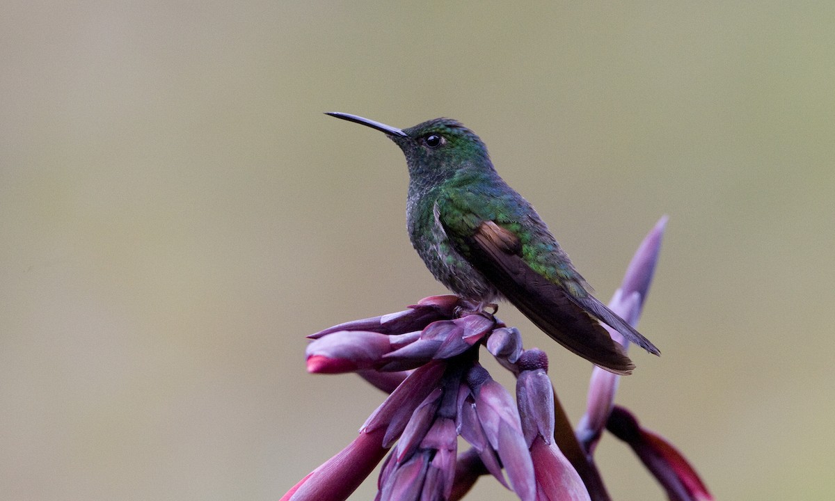 Stripe-tailed Hummingbird - Brian Sullivan