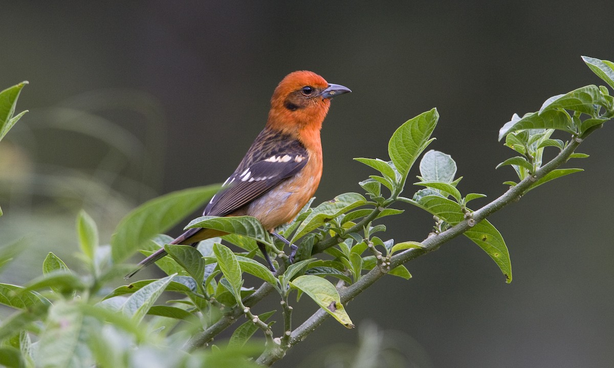 Flame-colored Tanager - Brian Sullivan