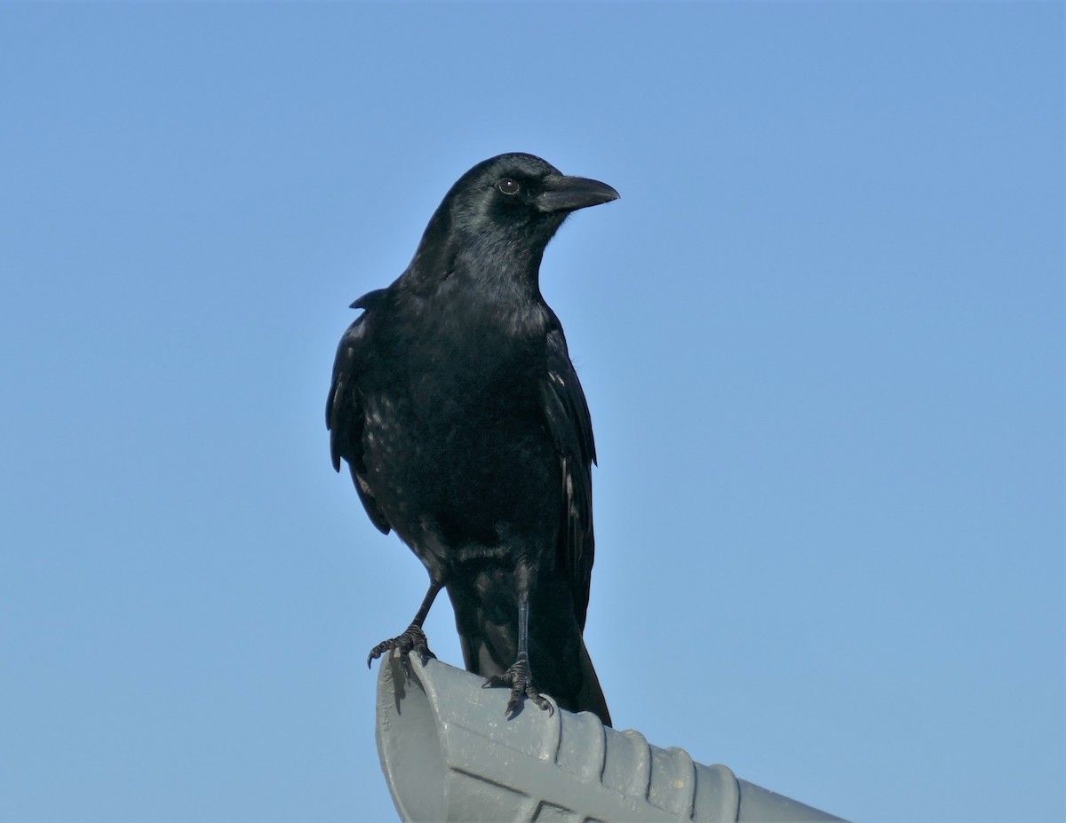 American Crow - ML304670441