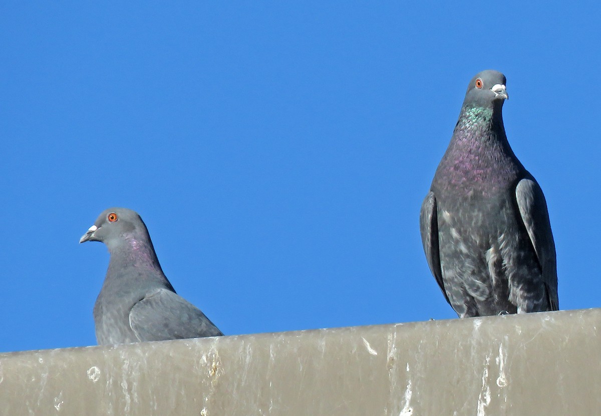 Rock Pigeon (Feral Pigeon) - ML304671071