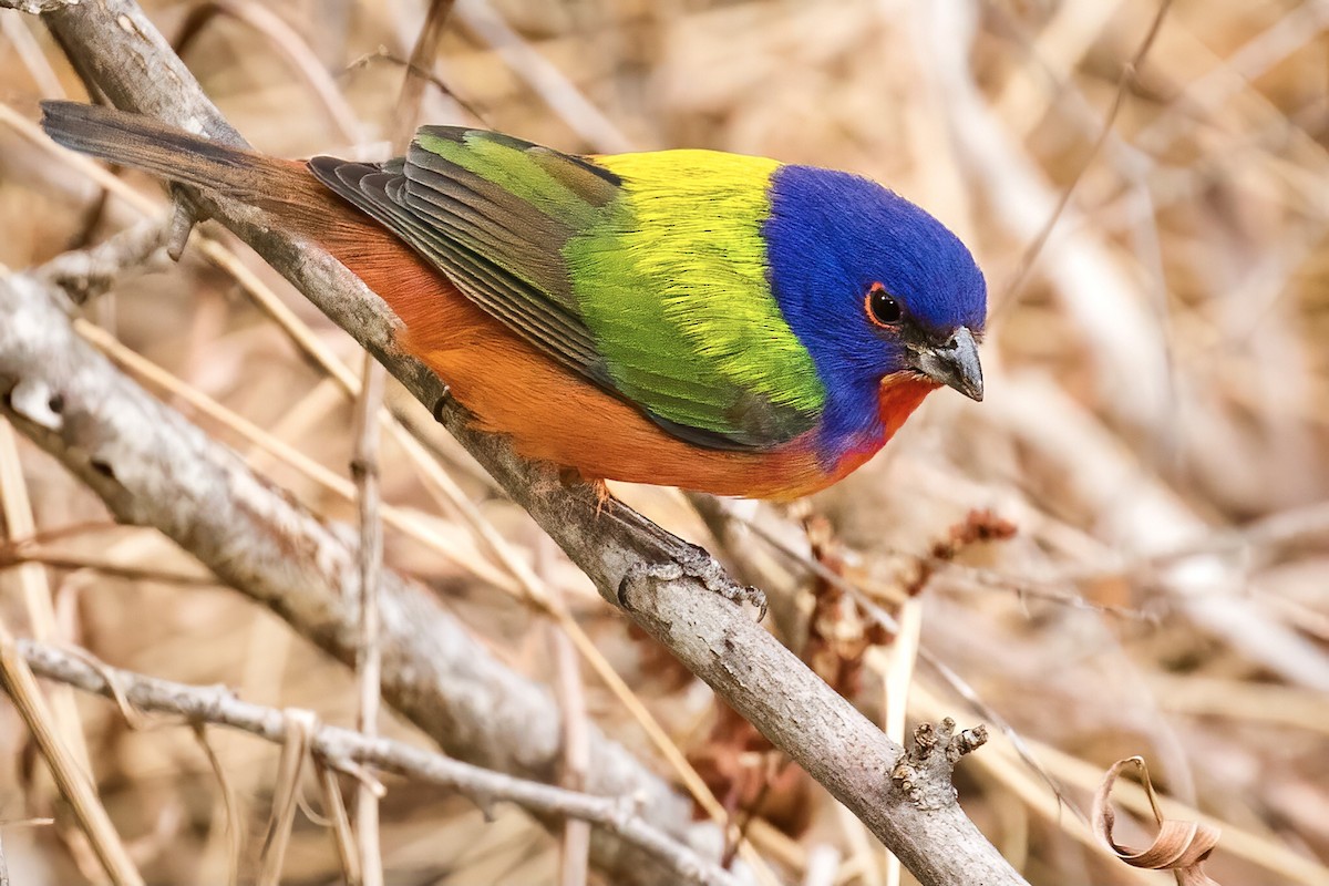 Painted Bunting - ML304672331