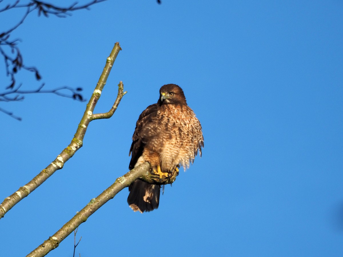 Red-tailed Hawk - ML304672511
