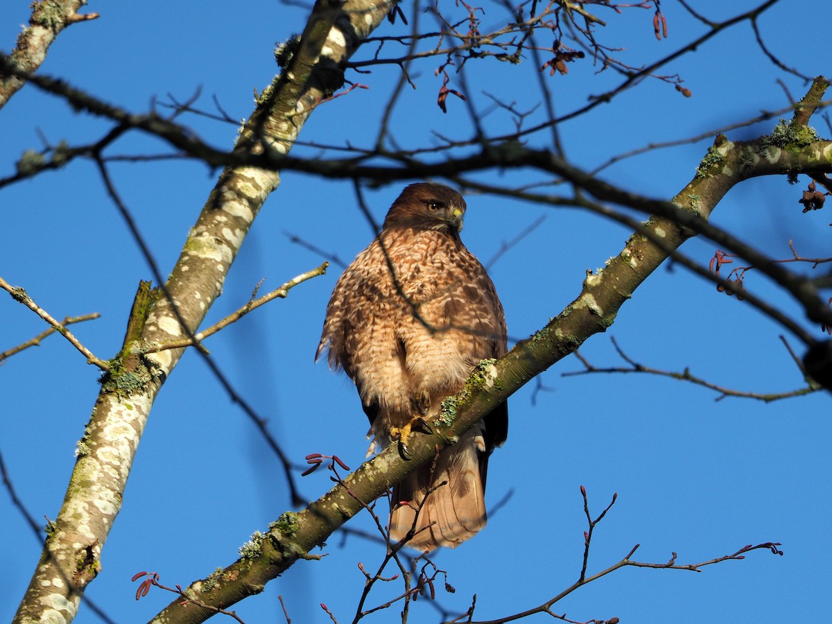 Red-tailed Hawk - ML304672521