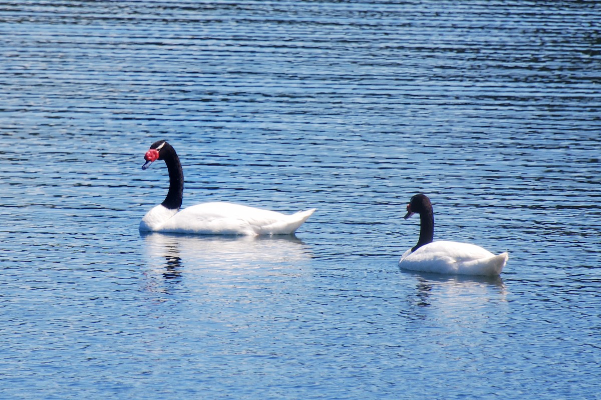 Black-necked Swan - ML304674971