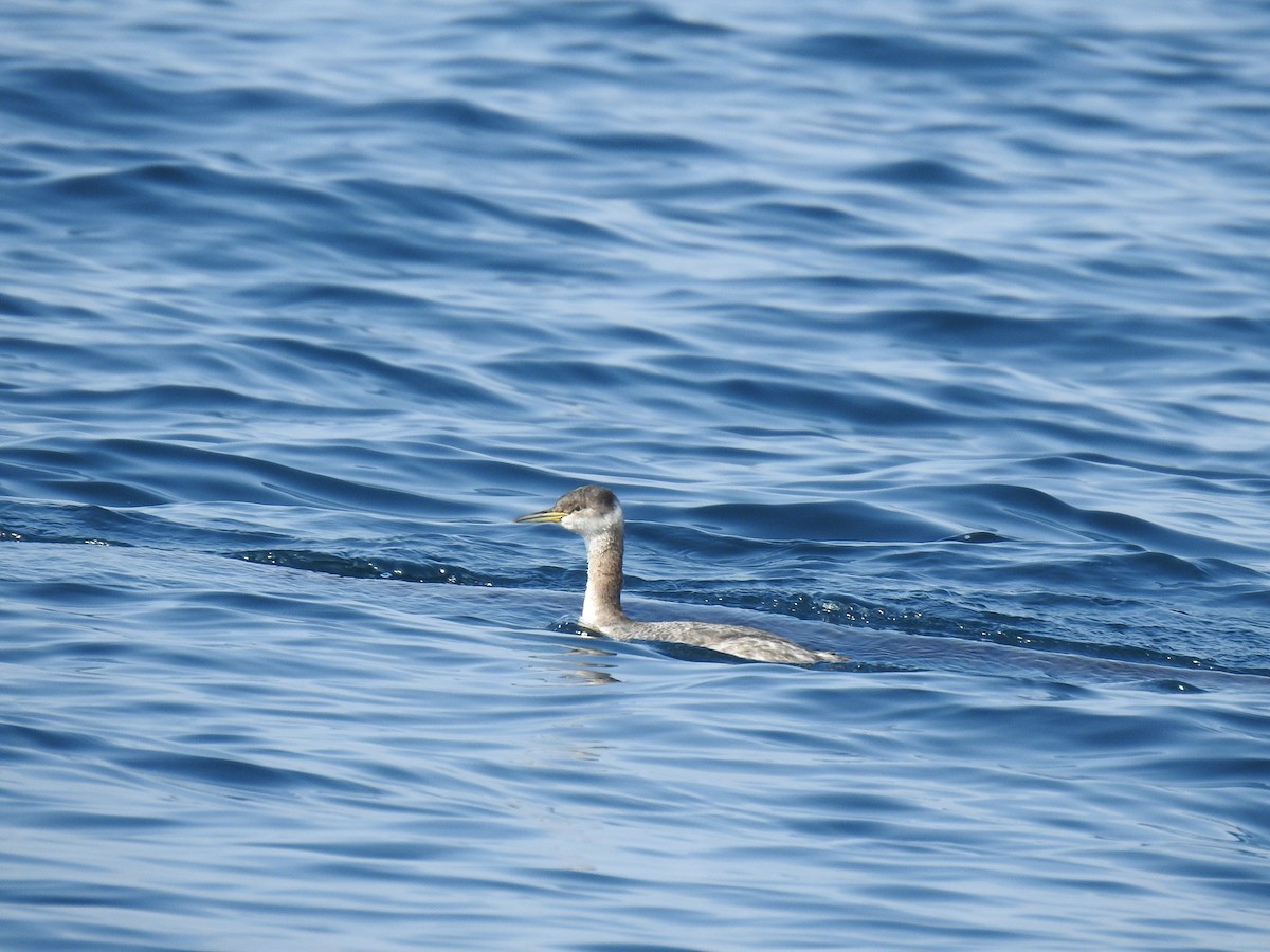 Red-necked Grebe - ML304678771
