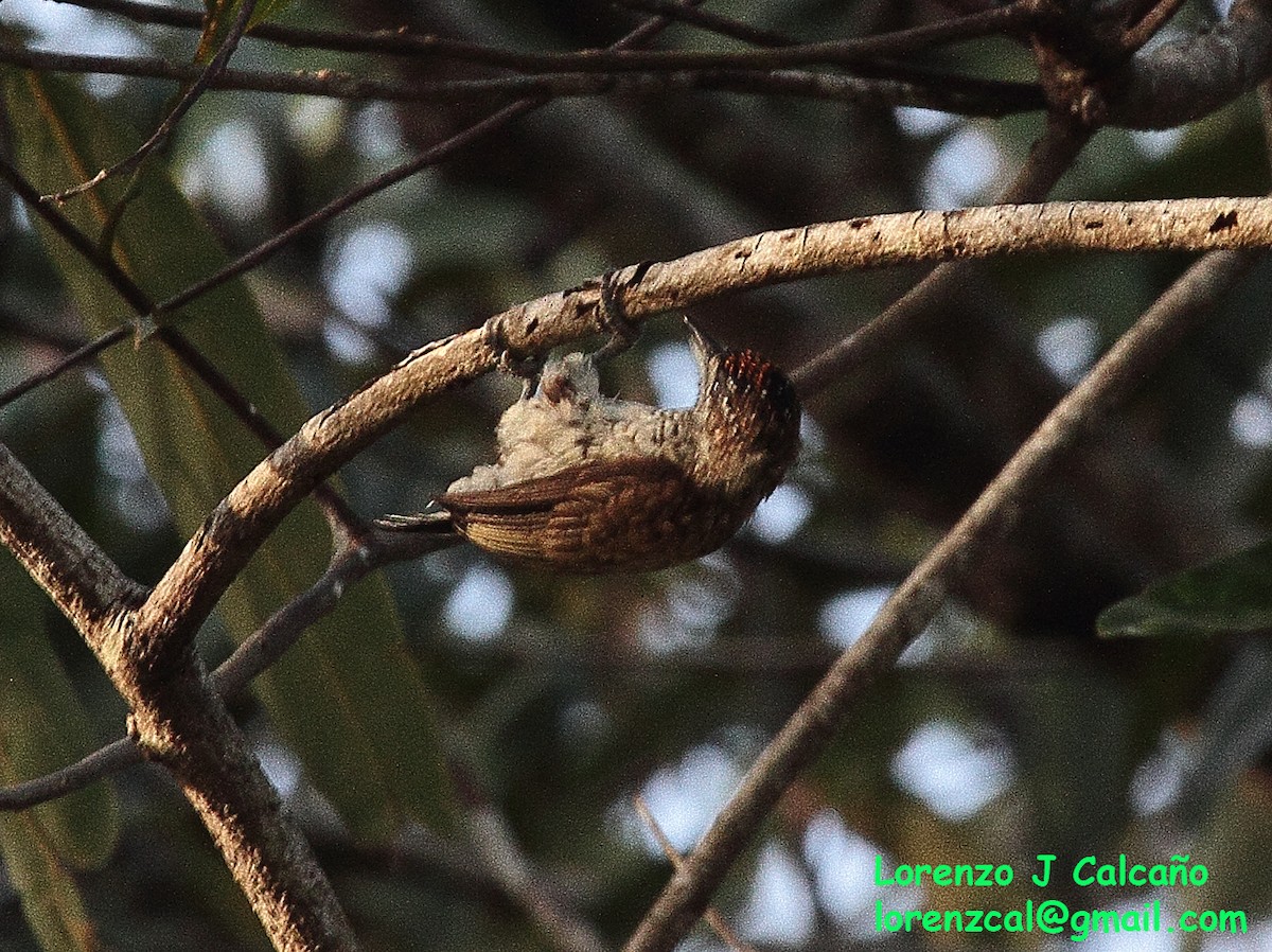 Scaled Piculet - ML304680951