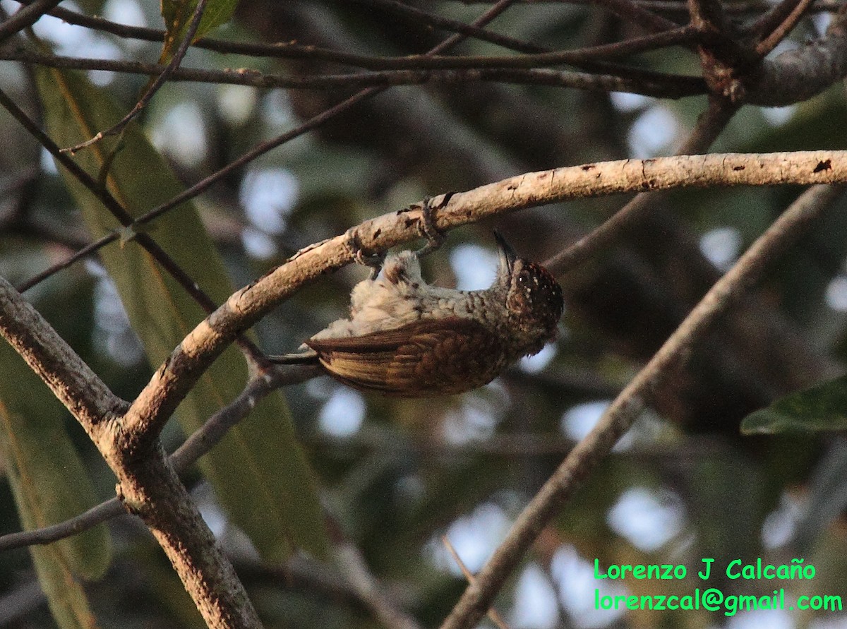 Scaled Piculet - ML304680971