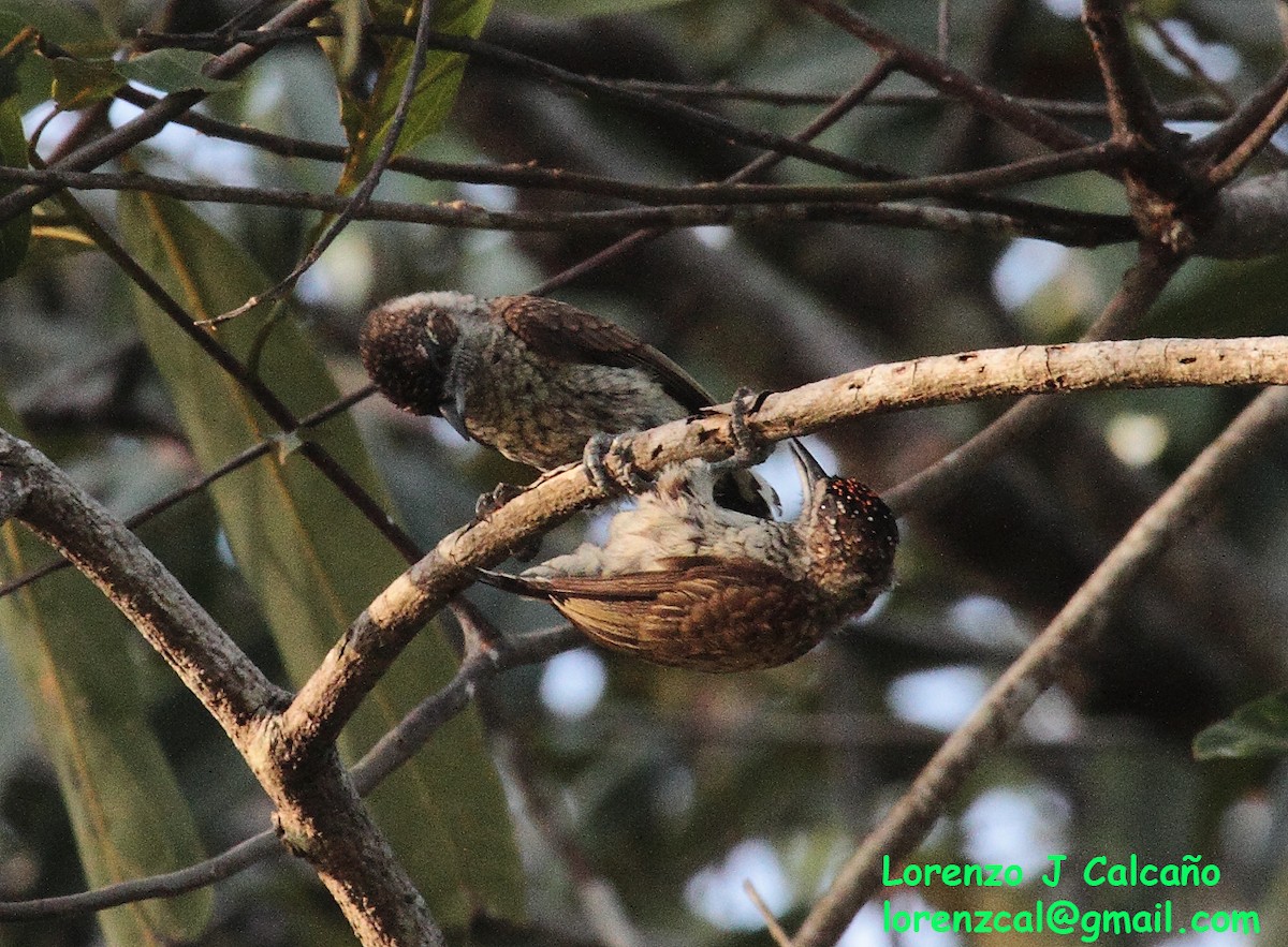 Scaled Piculet - ML304680981