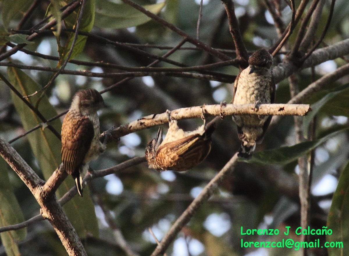 Scaled Piculet - ML304681011