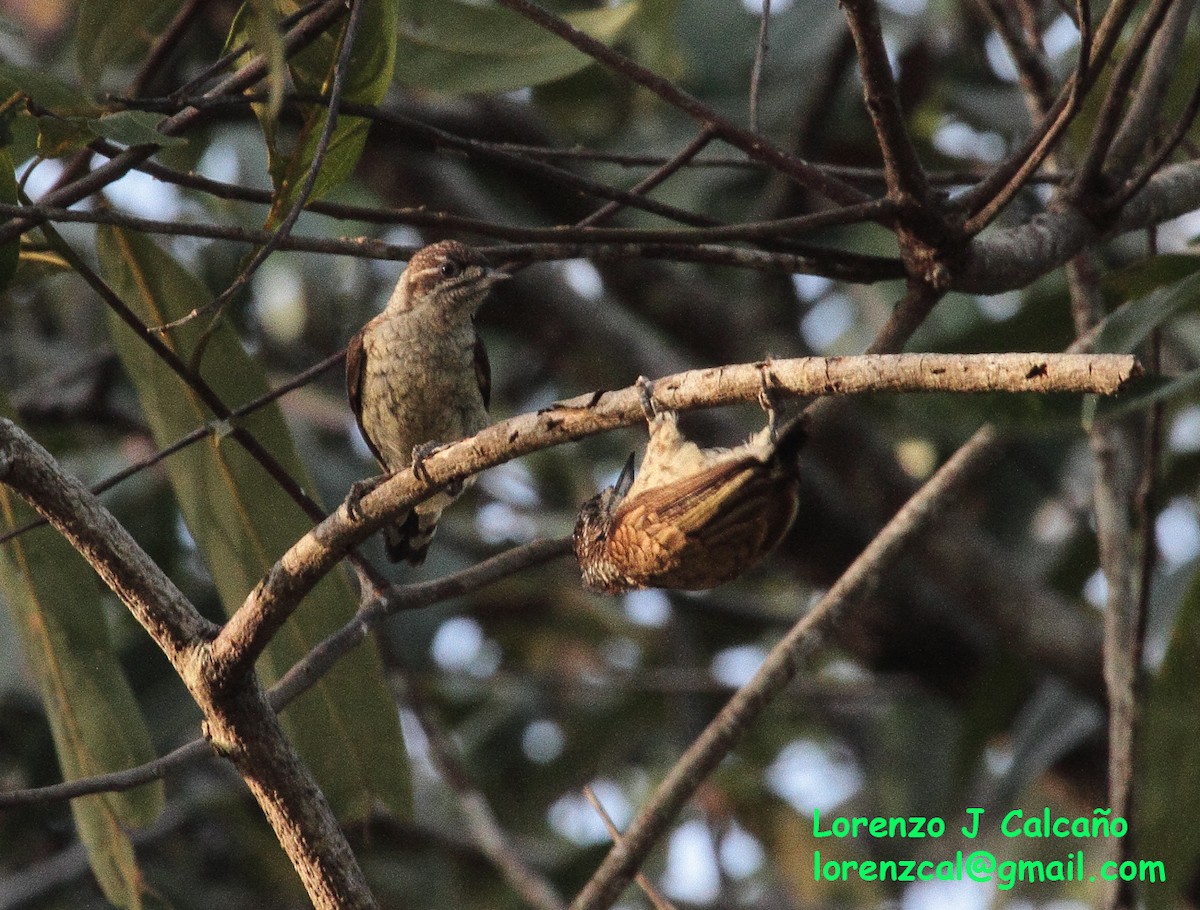 Scaled Piculet - ML304681041
