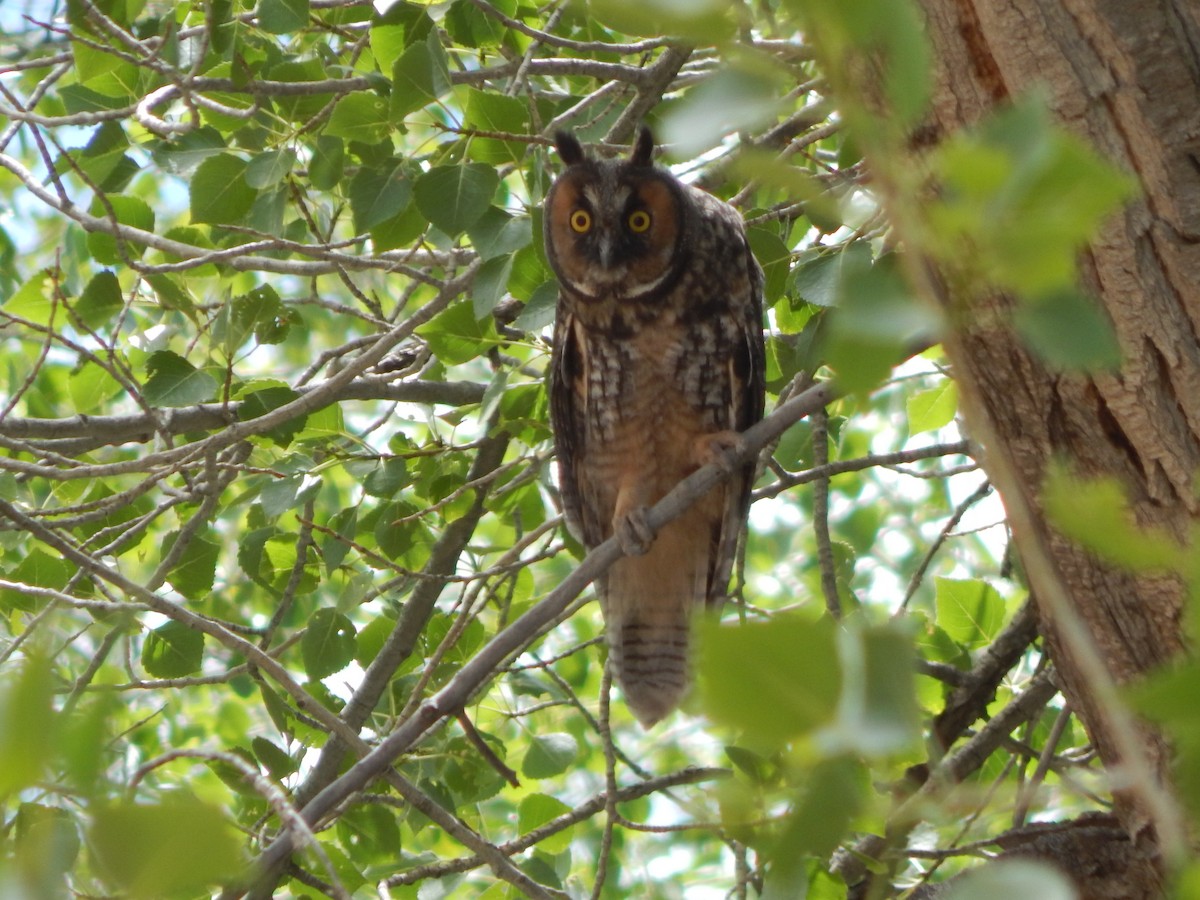 Long-eared Owl - Alan de Queiroz
