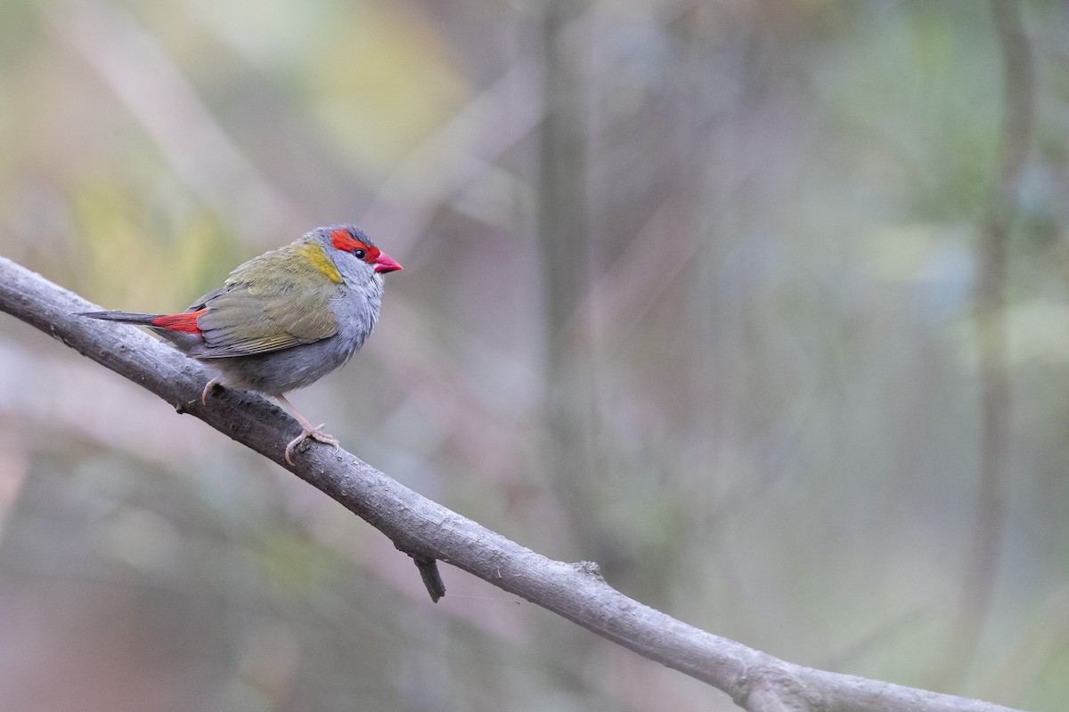 Red-browed Firetail - Chris Murray