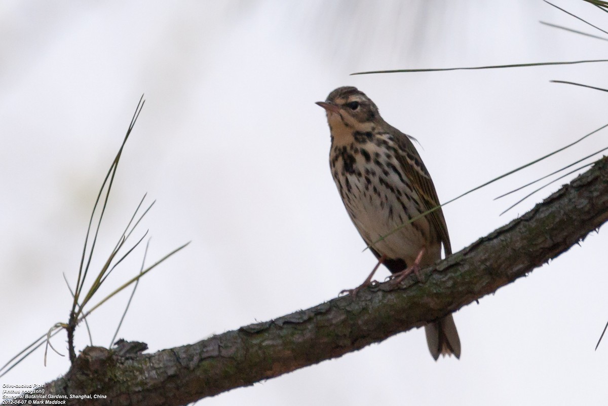 Olive-backed Pipit - ML304685641