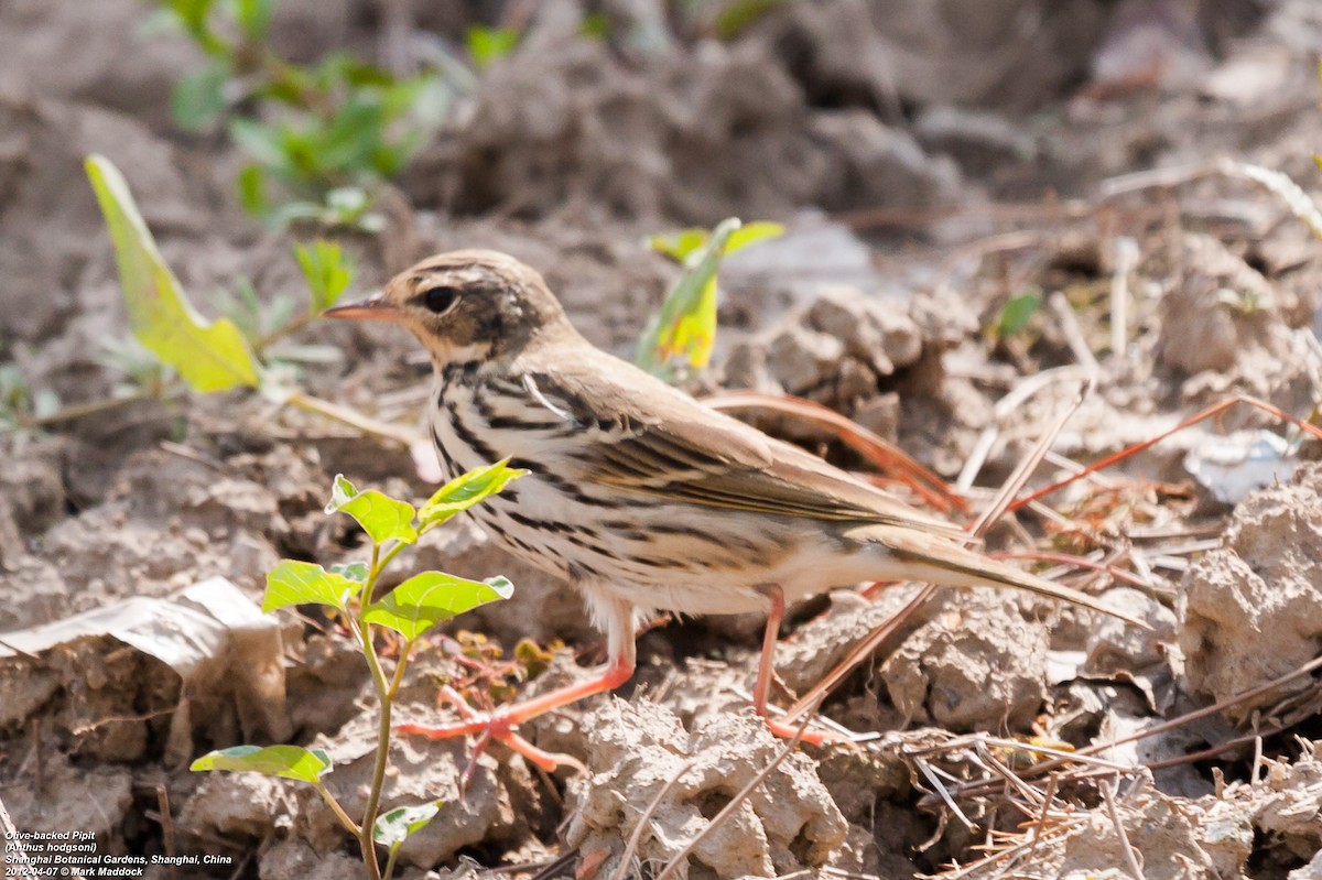 Olive-backed Pipit - ML304685651