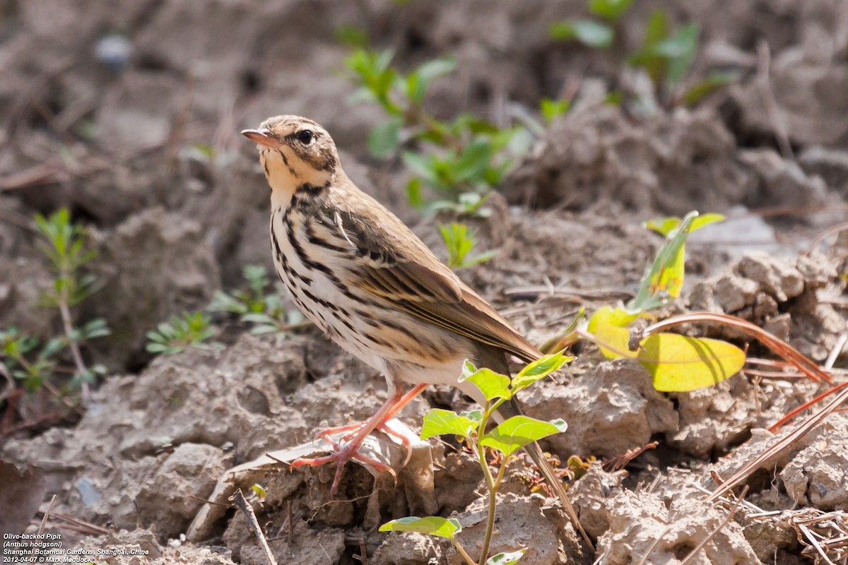 Olive-backed Pipit - ML304685661
