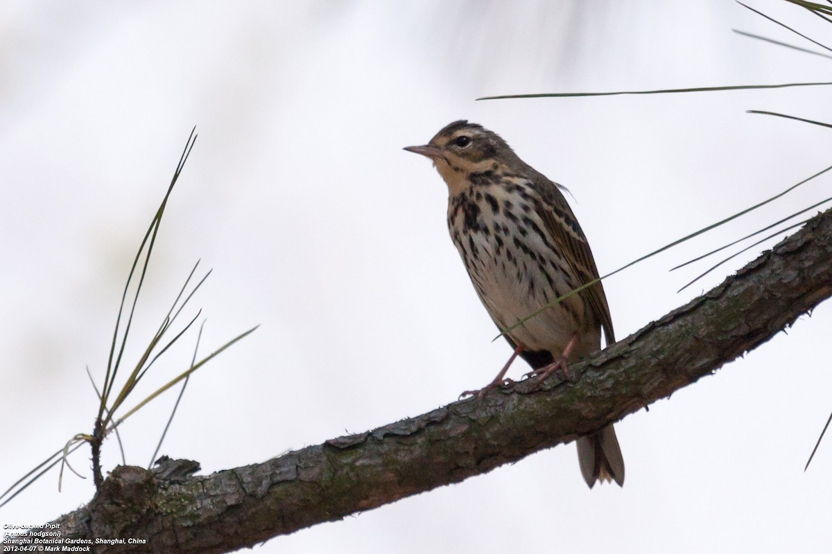 Olive-backed Pipit - ML304685691