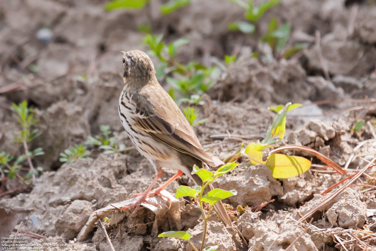 Olive-backed Pipit - ML304685701