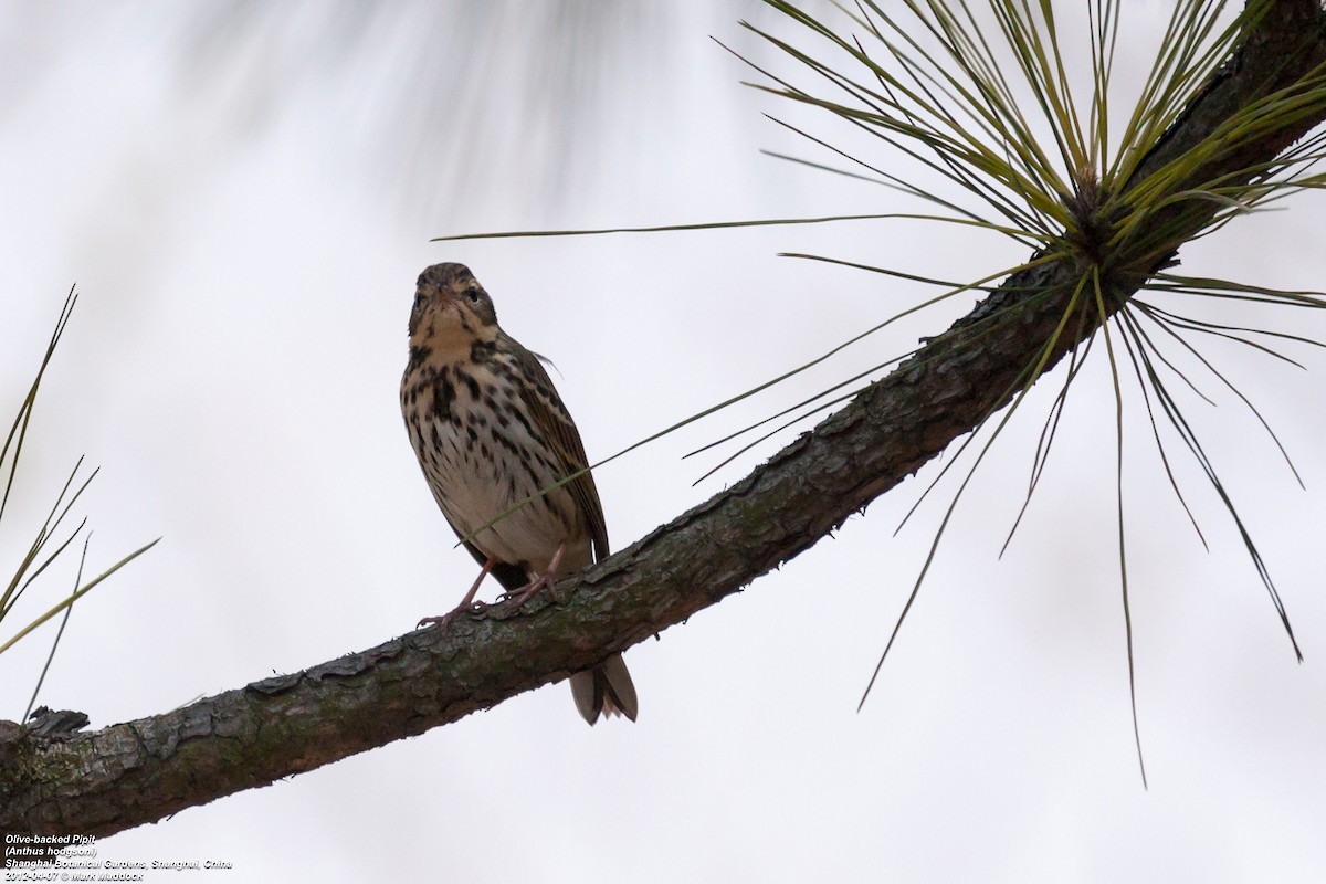 Olive-backed Pipit - ML304685711