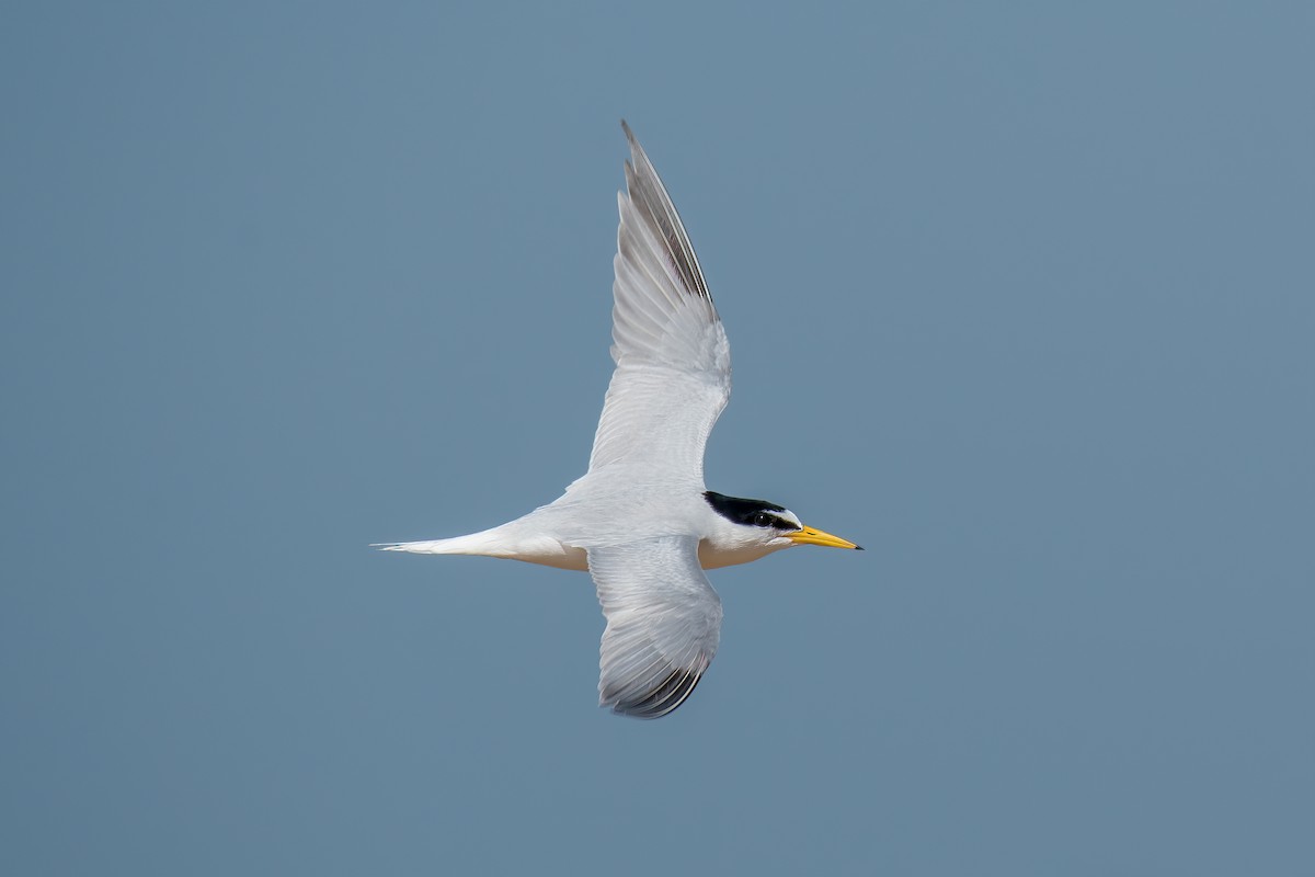 Little Tern - Cary Lewis