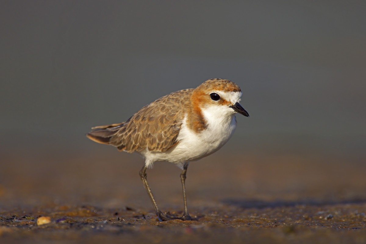 Red-capped Plover - ML304689691