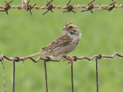 Savannah Sparrow - ML30469061