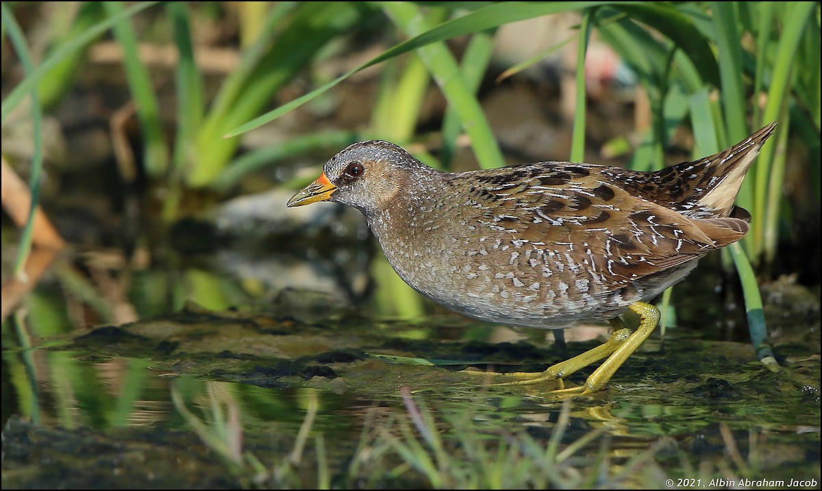 Spotted Crake - ML304691821