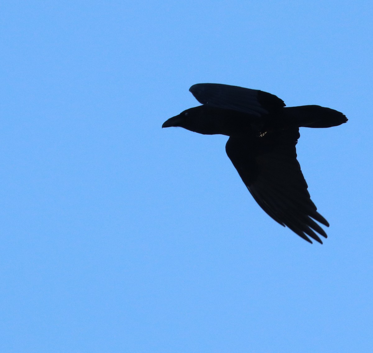 Common Raven - Dmitrii Travin