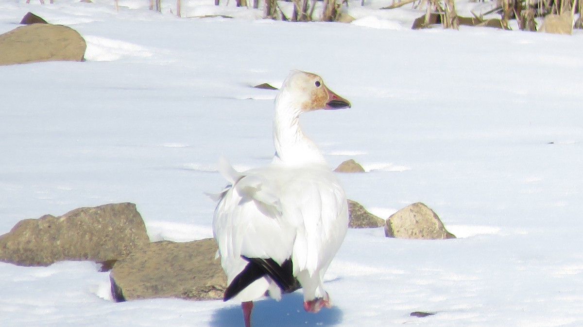 Snow Goose - ML304699711