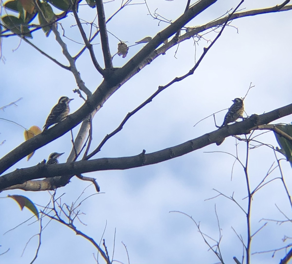 Philippine Pygmy Woodpecker - ML304700121