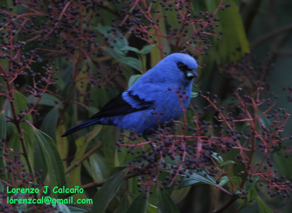 Blue-and-black Tanager - Lorenzo Calcaño