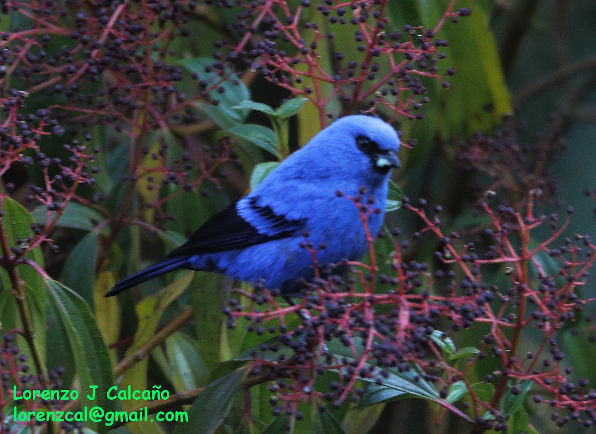 Blue-and-black Tanager - ML304700451