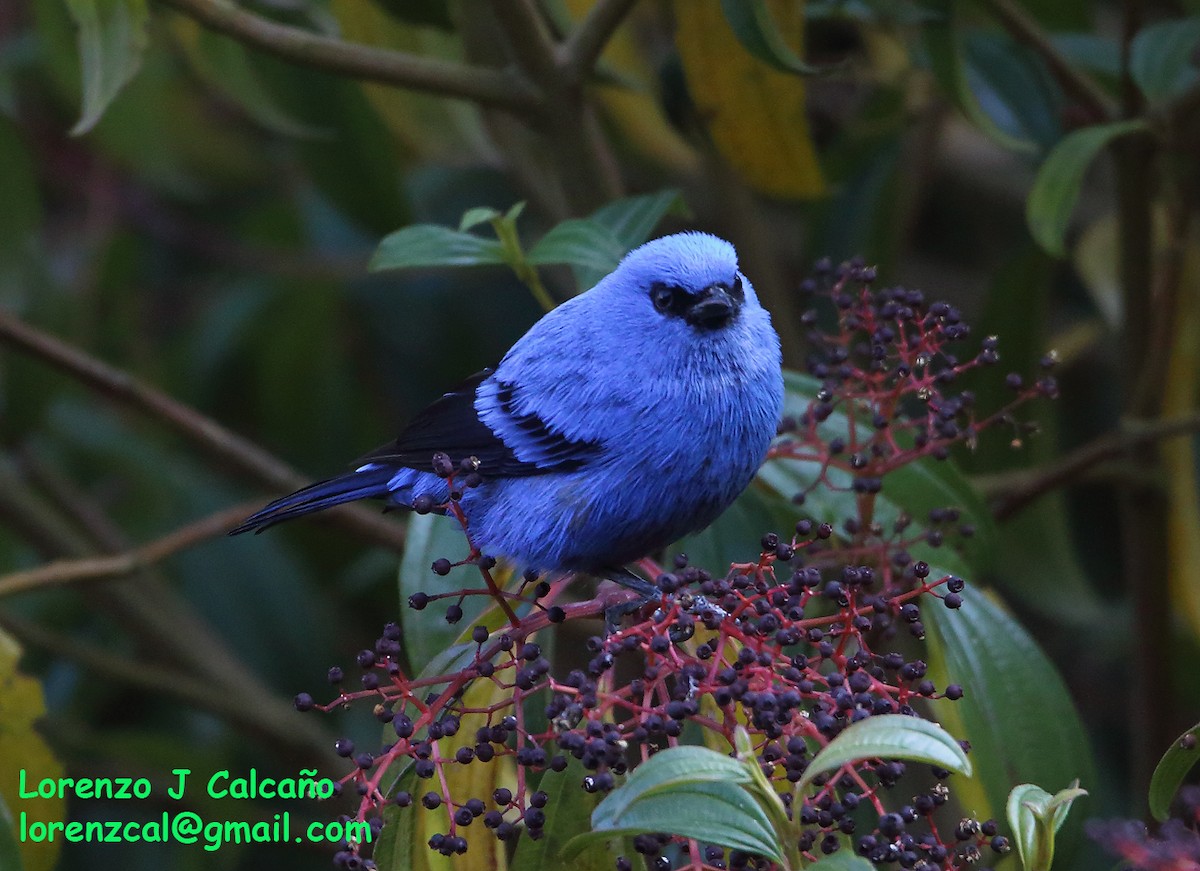 Blue-and-black Tanager - ML304700631