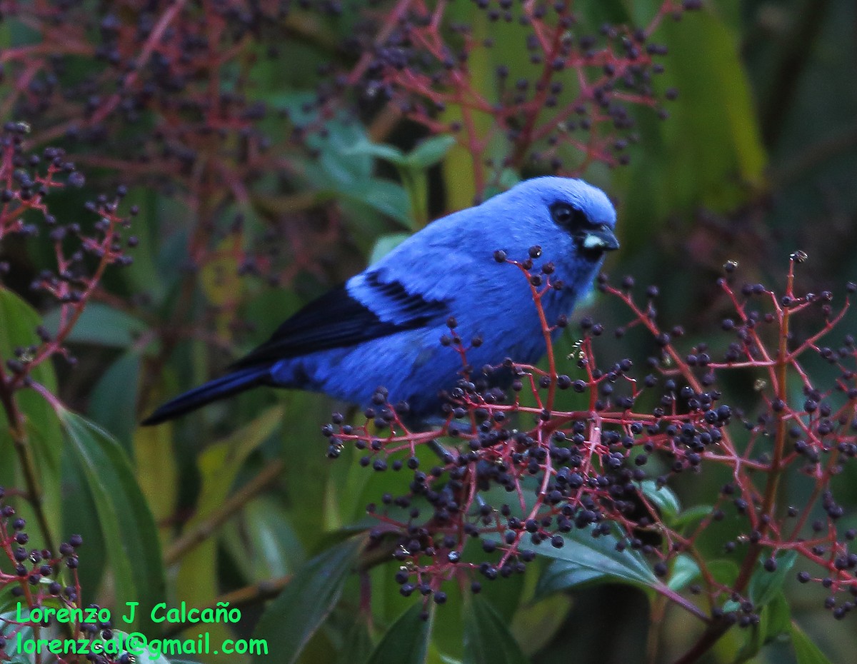 Blue-and-black Tanager - ML304700661