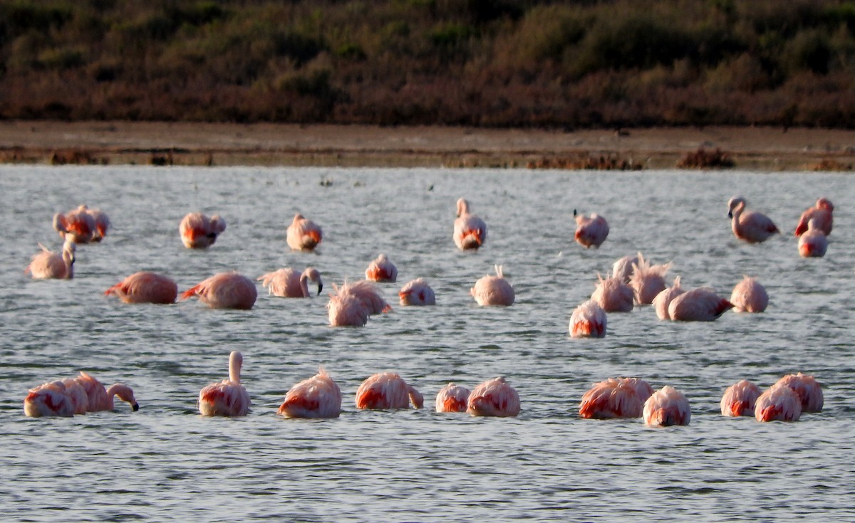Chilean Flamingo - Diego perez