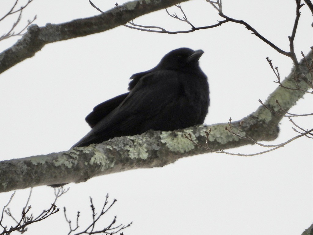 American Crow - ML304704071