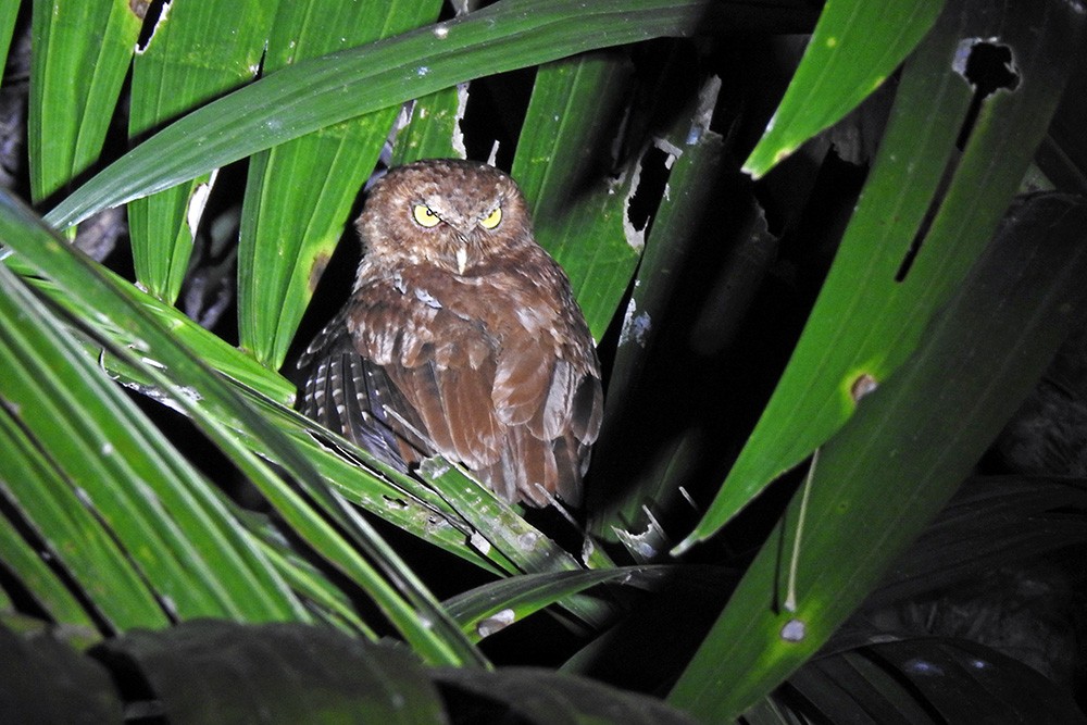 Andaman Scops-Owl - ML304705691